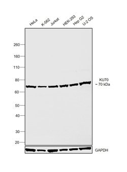 Invitrogen Ku70 Monoclonal Antibody (529) 100 &mu;L; Unconjugated:Antibodies,