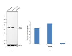 Invitrogen Ku70 Monoclonal Antibody (529) 100 &mu;L; Unconjugated:Antibodies,