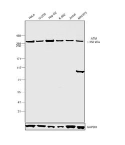 Invitrogen ATM Monoclonal Antibody (2C1) 1 mL; Unconjugated:Antibodies,