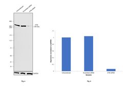 Invitrogen ATM Monoclonal Antibody (2C1) 1 mL; Unconjugated:Antibodies,