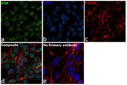 Invitrogen ATM Monoclonal Antibody (2C1) 1 mL; Unconjugated:Antibodies,