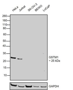 Invitrogen GSTM1 Monoclonal Antibody (1H4A4) 100 &mu;L; Unconjugated:Antibodies,