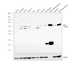 Invitrogen P2X7 Monoclonal Antibody (7G1D6) 100 &mu;L; Unconjugated:Antibodies,
