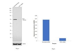 Invitrogen P2X7 Monoclonal Antibody (7G1D6) 100 &mu;L; Unconjugated:Antibodies,