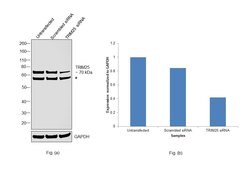 Invitrogen TRIM25 Monoclonal Antibody (5B5B12) 100 μL; Unconjugated:Antibodies,