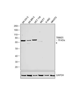 Invitrogen TRIM25 Monoclonal Antibody (5B5B10) 100 &mu;L; Unconjugated:Antibodies,