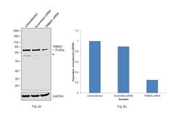 Invitrogen TRIM25 Monoclonal Antibody (5B5B10) 100 &mu;L; Unconjugated:Antibodies,