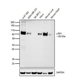 Invitrogen LRP1 Recombinant Rabbit Monoclonal Antibody (SA0290) 100 &mu;L;