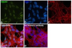 Invitrogen HMGB1 Recombinant Rabbit Monoclonal Antibody (SA39-03) 100 &mu;L;