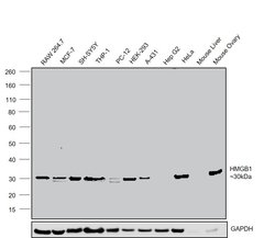 Invitrogen HMGB1 Recombinant Rabbit Monoclonal Antibody (SA39-03) 100 &mu;L;