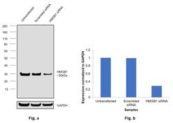 Invitrogen HMGB1 Recombinant Rabbit Monoclonal Antibody (SA39-03) 100 &mu;L;