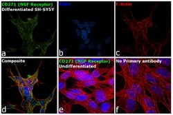 Invitrogen CD271 (NGF Receptor) Recombinant Rabbit Monoclonal Antibody (SA39-02) 100 &mu;L | Buy Online | Invitrogen&trade; | Fisher Scientific
