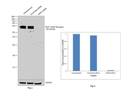 Invitrogen CD271 (NGF Receptor) Recombinant Rabbit Monoclonal Antibody (SA39-02) 100 &mu;L | Buy Online | Invitrogen&trade; | Fisher Scientific