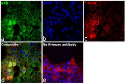 Invitrogen BAD Recombinant Rabbit Monoclonal Antibody (SA32-01) 100 &mu;L;