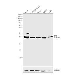 Invitrogen BAD Recombinant Rabbit Monoclonal Antibody (SA32-01) 100 &mu;L;