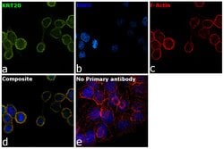 Invitrogen Cytokeratin 20 Recombinant Rabbit Monoclonal Antibody (SA35-03)