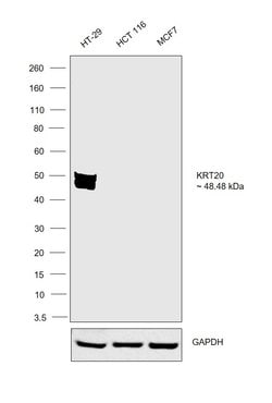 Invitrogen Cytokeratin 20 Recombinant Rabbit Monoclonal Antibody (SA35-03)