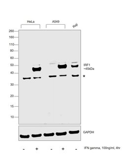Invitrogen IRF1 Recombinant Rabbit Monoclonal Antibody (SR44-08) 100 &mu;L | Buy Online | Invitrogen&trade; | Fisher Scientific