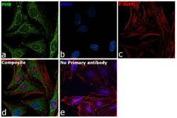 Invitrogen Prohibitin Recombinant Rabbit Monoclonal Antibody (SR46-02) 100 &mu;L | Buy Online | Invitrogen&trade; | Fisher Scientific