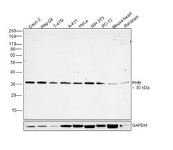 Invitrogen Prohibitin Recombinant Rabbit Monoclonal Antibody (SR46-02) 100 &mu;L | Buy Online | Invitrogen&trade; | Fisher Scientific