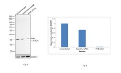 Invitrogen Prohibitin Recombinant Rabbit Monoclonal Antibody (SR46-02) 100 &mu;L | Buy Online | Invitrogen&trade; | Fisher Scientific