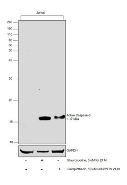 Invitrogen Active Caspase 3 Recombinant Rabbit Monoclonal Antibody (SR01-02)