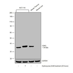Invitrogen CDK2 Recombinant Rabbit Monoclonal Antibody (SR01-01) 100 &mu;L;