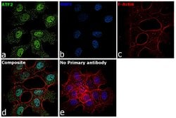 Invitrogen ATF2 Recombinant Rabbit Monoclonal Antibody (SZ17-01) 100 &mu;L | Buy Online | Invitrogen&trade; | Fisher Scientific