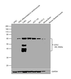 Invitrogen ATF2 Recombinant Rabbit Monoclonal Antibody (SZ17-01) 100 &mu;L | Buy Online | Invitrogen&trade; | Fisher Scientific
