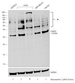 Invitrogen pro-Caspase 3 Recombinant Rabbit Monoclonal Antibody (SZ02-08) 100 &mu;L | Buy Online | Invitrogen&trade; | Fisher Scientific