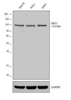 Invitrogen SIRT1 Recombinant Rabbit Monoclonal Antibody (SZ04-01) 100 &mu;L;