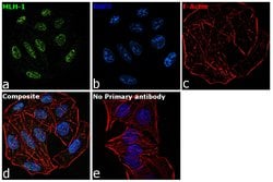 MLH1 Recombinant Rabbit Monoclonal Antibody (SP08-04):Antibodies, Recombinant