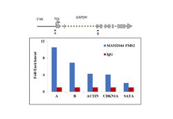 Invitrogen PMS2 Recombinant Rabbit Monoclonal Antibody (SY08-09) 100 &mu;L;