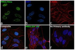 Invitrogen PMS2 Recombinant Rabbit Monoclonal Antibody (SY08-09) 100 &mu;L;