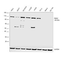 Invitrogen PMS2 Recombinant Rabbit Monoclonal Antibody (SY08-09) 100 &mu;L;