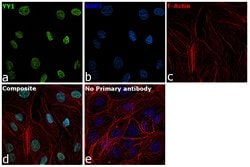 Invitrogen YY1 Recombinant Rabbit Monoclonal Antibody (SY29-01) 100 &mu;L;