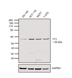 Invitrogen YY1 Recombinant Rabbit Monoclonal Antibody (SY29-01) 100 &mu;L;