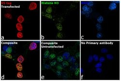V5 Tag Recombinant Rabbit Monoclonal Antibody (SY30-01), Invitrogen 100