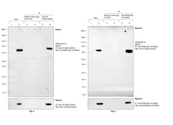 V5 Tag Recombinant Rabbit Monoclonal Antibody (SY30-01), Invitrogen 100