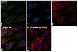Invitrogen HSP90 alpha Recombinant Rabbit Monoclonal Antibody (SY14-06)