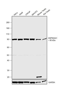 Invitrogen HSP90 alpha Recombinant Rabbit Monoclonal Antibody (SY14-06)