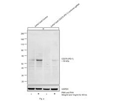 Invitrogen CD279 (PD-1) Recombinant Rabbit Monoclonal Antibody (SJ01-91)