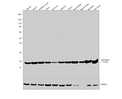 Invitrogen Calmodulin Recombinant Rabbit Monoclonal Antibody (SJ16-09) 100 &mu;L | Buy Online | Invitrogen&trade; | Fisher Scientific
