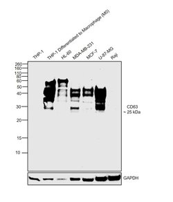 Invitrogen CD63 Recombinant Rabbit Monoclonal Antibody (SY21-02) 100 &mu;L;