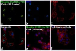 Phospho-STAT3 (Ser727) Recombinant Rabbit Monoclonal Antibody (SY24-09):Antibodies,