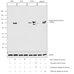 Phospho-STAT3 (Ser727) Recombinant Rabbit Monoclonal Antibody (SY24-09):Antibodies,