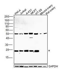 Invitrogen SMAD3 Recombinant Rabbit Monoclonal Antibody (SY25-01) 100 &mu;L;