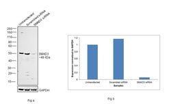Invitrogen SMAD3 Recombinant Rabbit Monoclonal Antibody (SY25-01) 100 &mu;L;