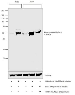 Invitrogen Phospho-GSK3B (Ser9) Recombinant Rabbit Monoclonal Antibody
