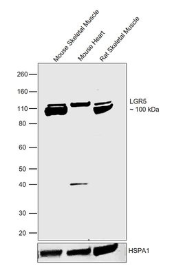 Invitrogen LGR5 Recombinant Rabbit Monoclonal Antibody (SU32-04) 100 &mu;L | Buy Online | Invitrogen&trade; | Fisher Scientific